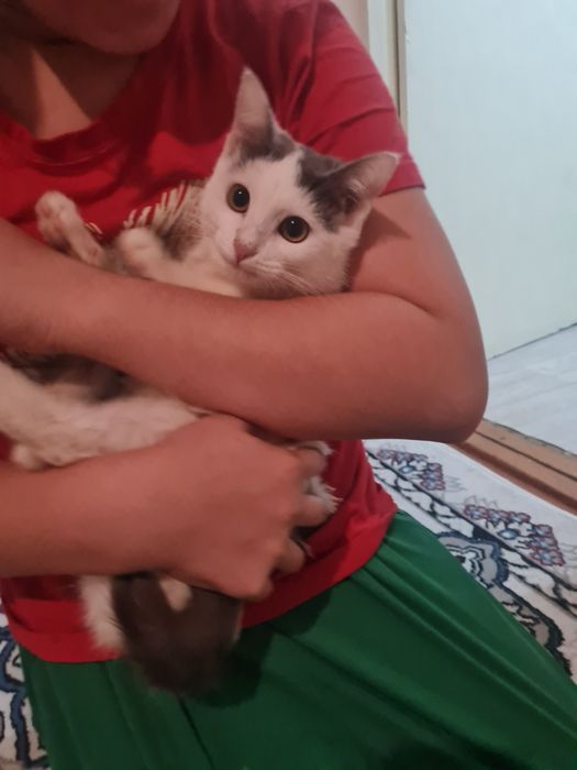 Mushuk o‘z egasini kutmoqda