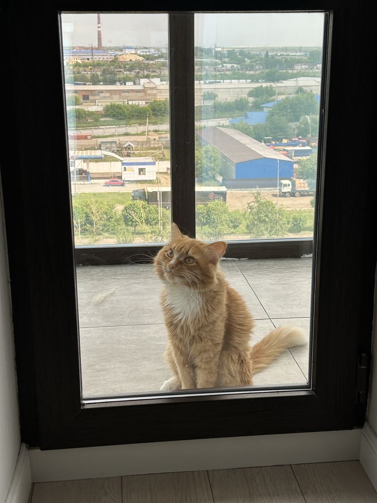 отдам кота в ХОРОШИЕ руки
