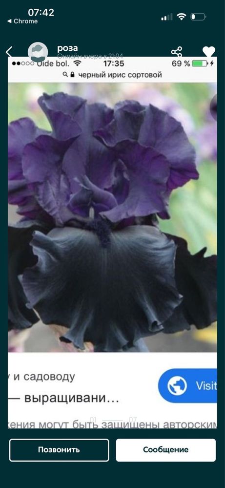 Ирис чёрный высокорослый сортовой , крупные соцветия