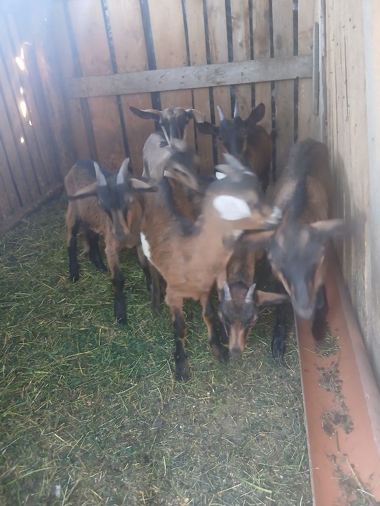 Vând 5 edite și 3 tapisori