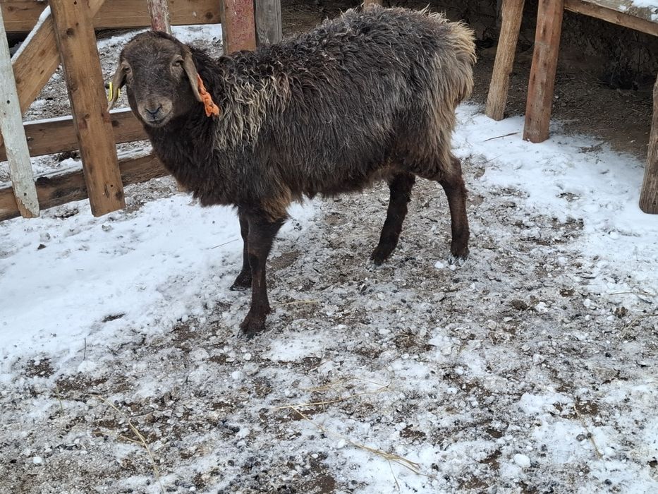 Тоқталар  сатыладі