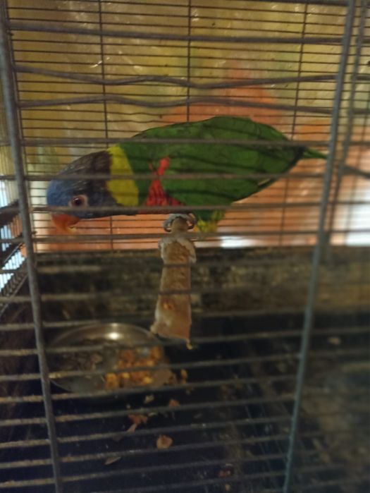Papagal Lori Curcubeu femela