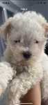 Bichon maltez alb