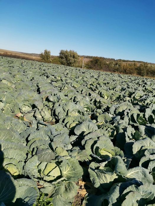 Vand varza de toamna