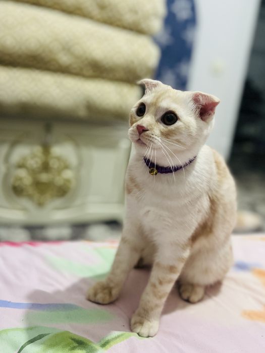 Мушу сотлади акили хамаси оргатилган