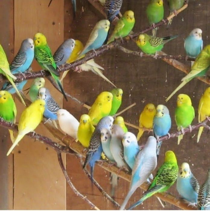 Попугай продам по 3500