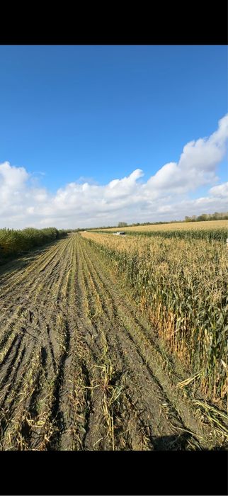 Silos qoplangan katta abyomda