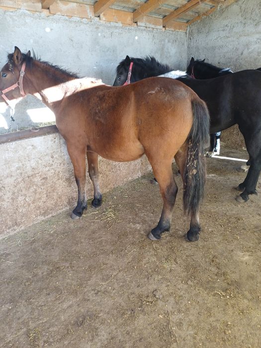 Vând 3 iepe tinere Preț 2000 euro toate 3