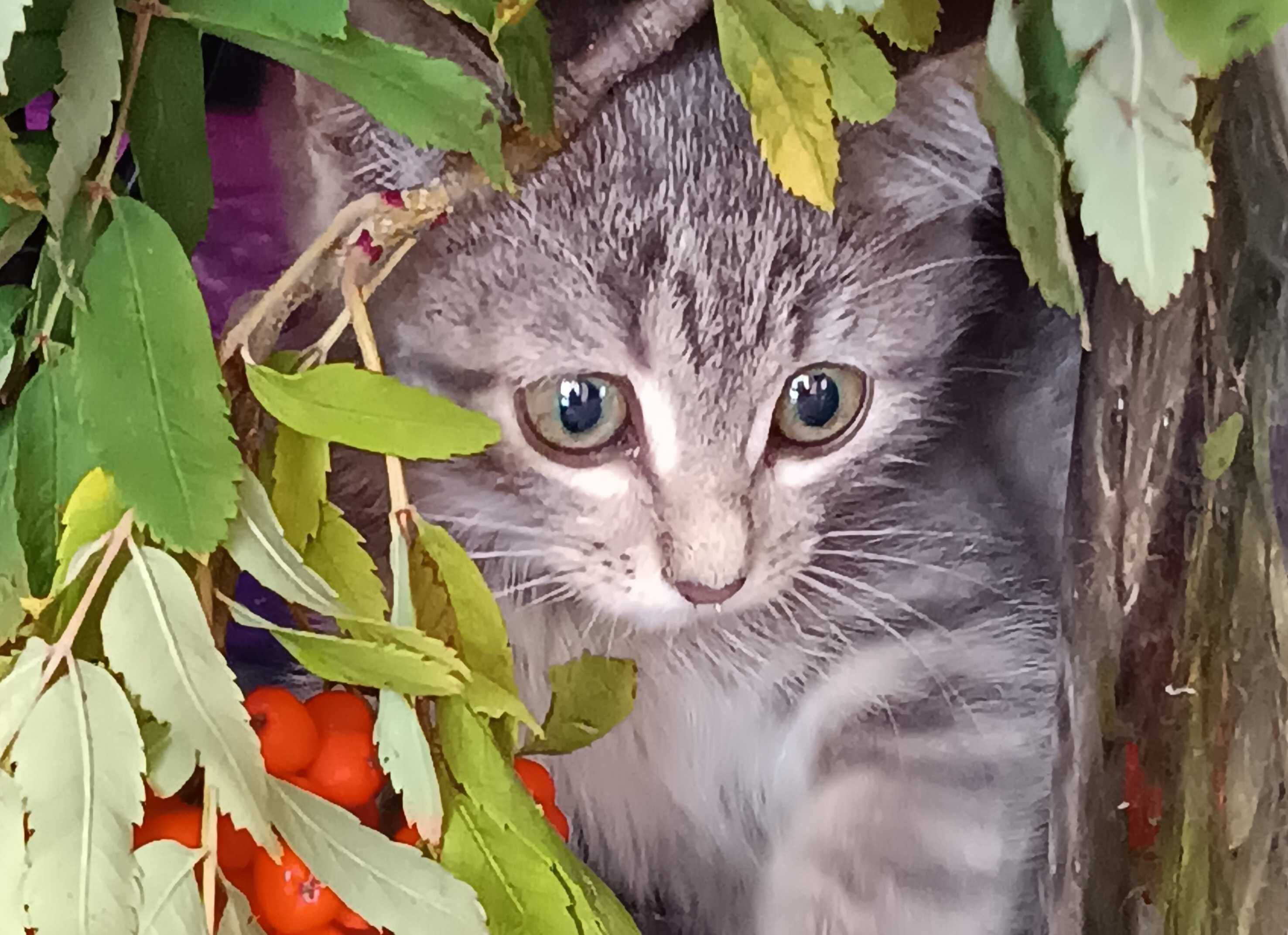 САНДРА  – имя, котенок 1,5 мес.