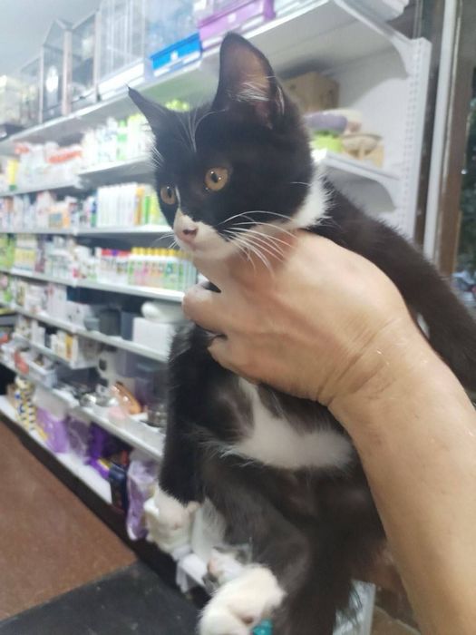 Девочка котенок в поисках дома, Ташкент!