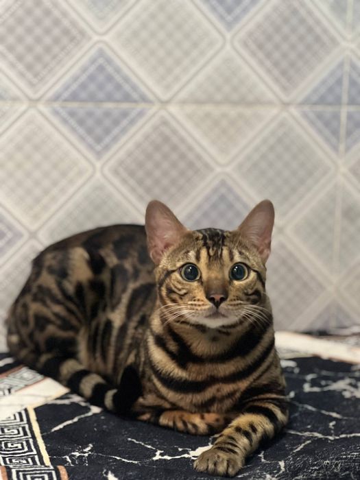 Вязка бенгальскый кот
