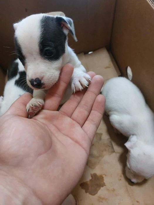 Малки питбулчета