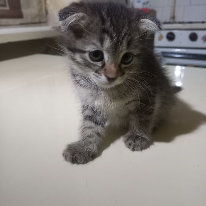 Вислоухая девочка 1,5 месяца