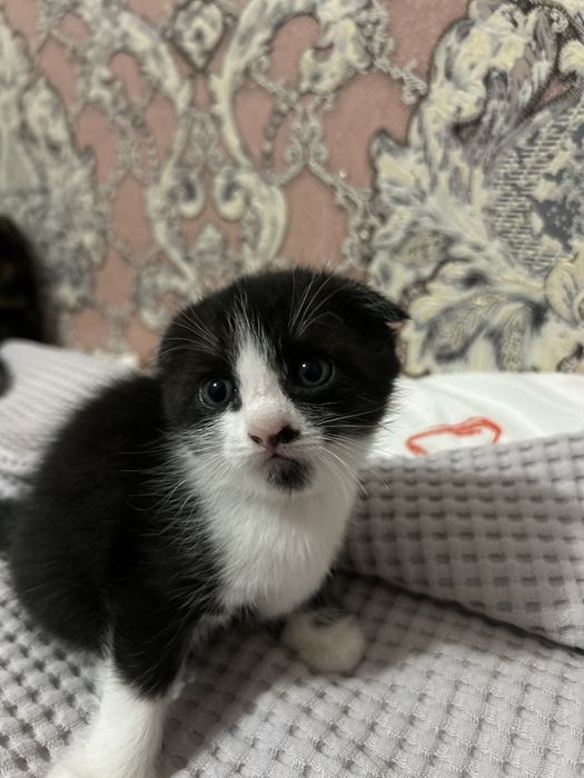 Котенок девочка вислаухая
