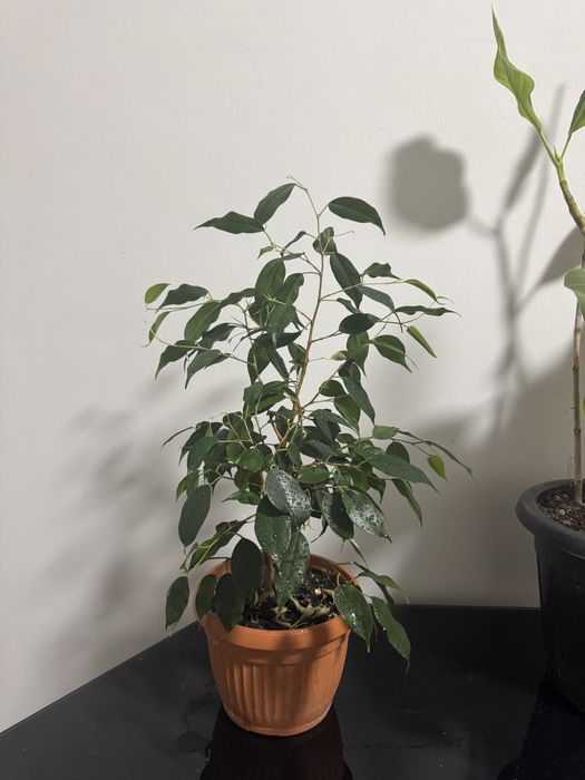 Фикус бенжамина