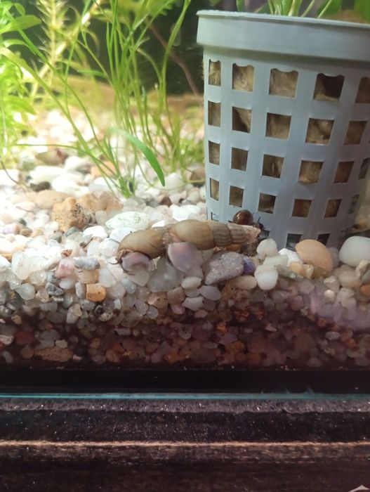 Melci de substrat Malaysia