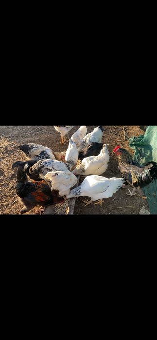 Продавам домашни петли