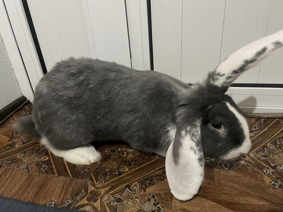 Quyon erkak, Кролик самец