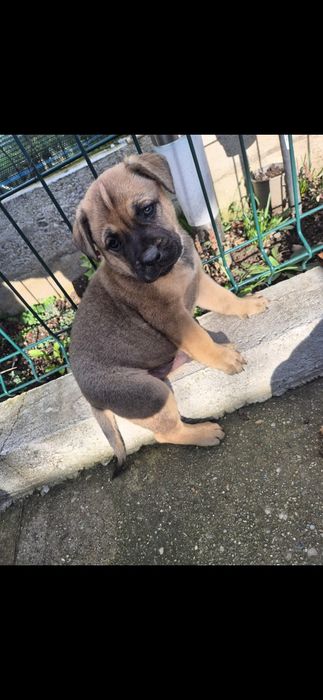 Se oferă spre adopție-metis amstaff