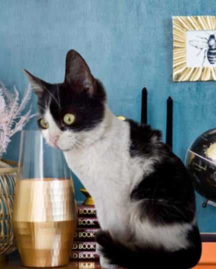 2-месечната Коти от Враца търси дом