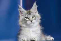 Motănel Maine Coon disponibil!