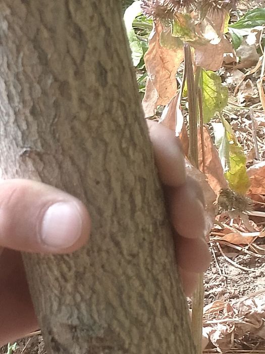 Kashtan daraxti ko'chatlari sotiladi