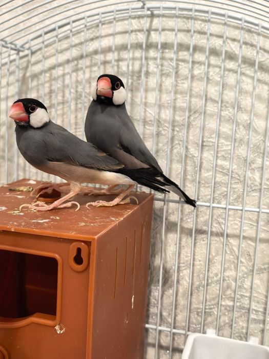 Продам рисовые амодины пара крупные птинцы из семейства вьюрковых ткач