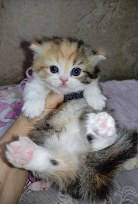 Продается шикарный котенок Манчкин, девочка.