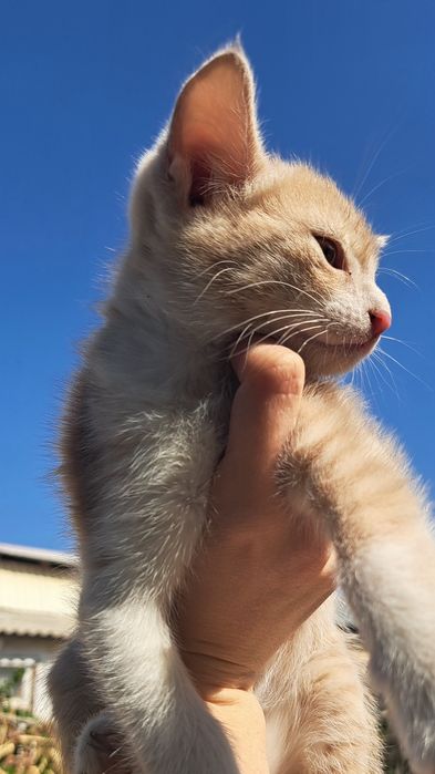 отдадим в хорошие руки