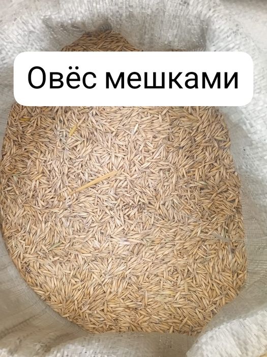 Овёс мешками  сухие