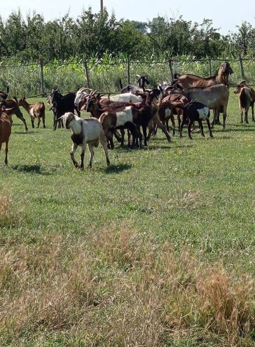 Dau la schimb 12 capre 8 iediti si un tap anglo original pe un tactor