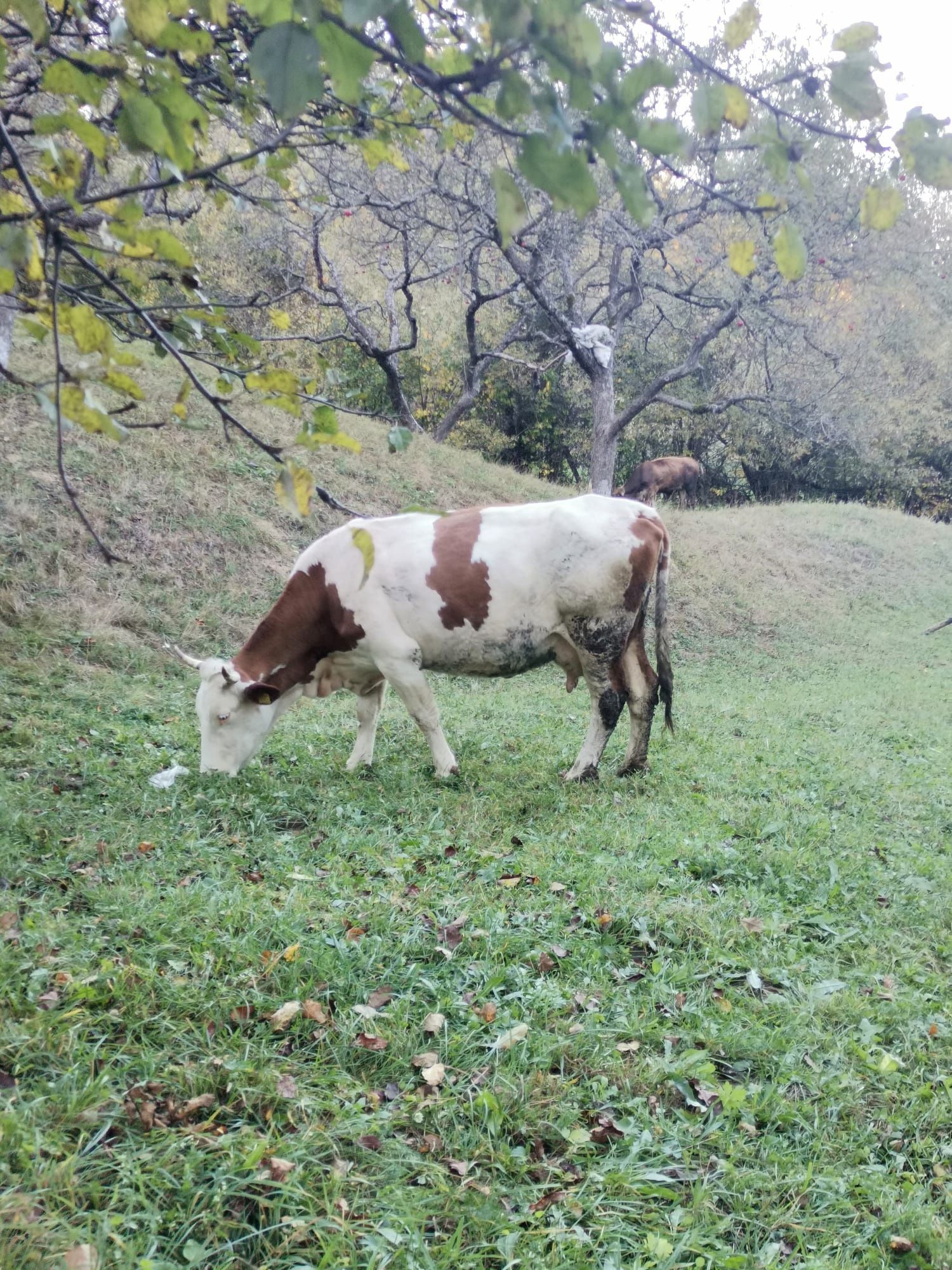 Vaci de vânzare.