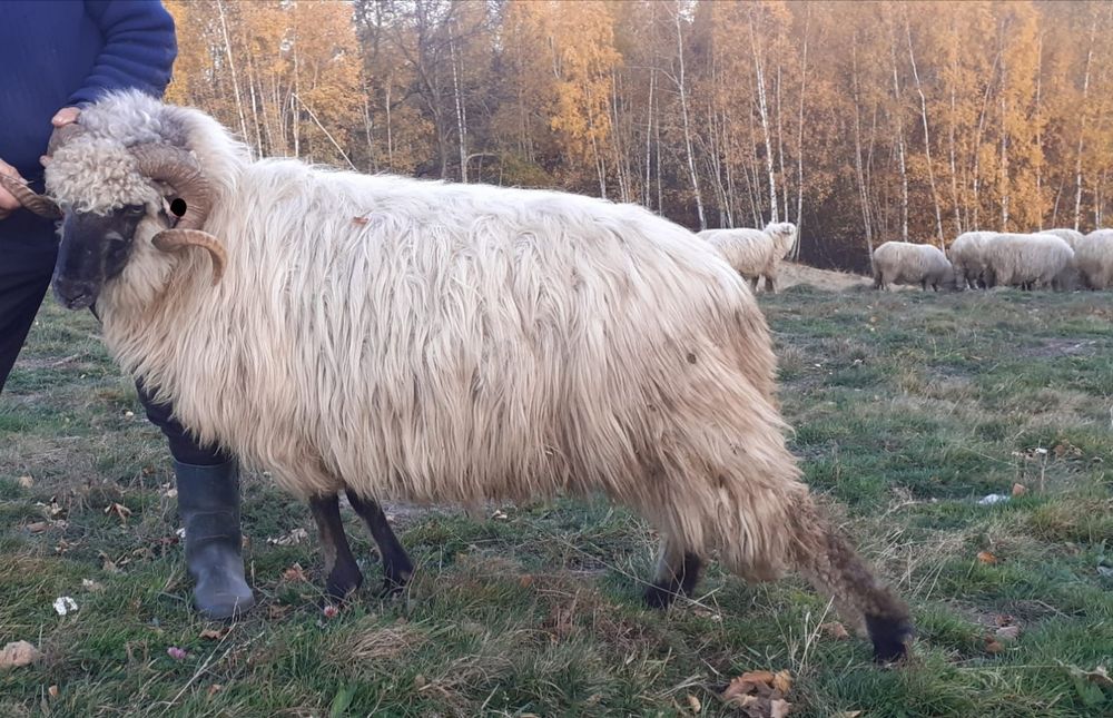 Vând oi țurcane cu origine, grase și bune de lapte