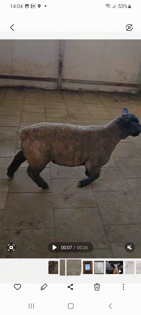 Vând mieluta suffolk