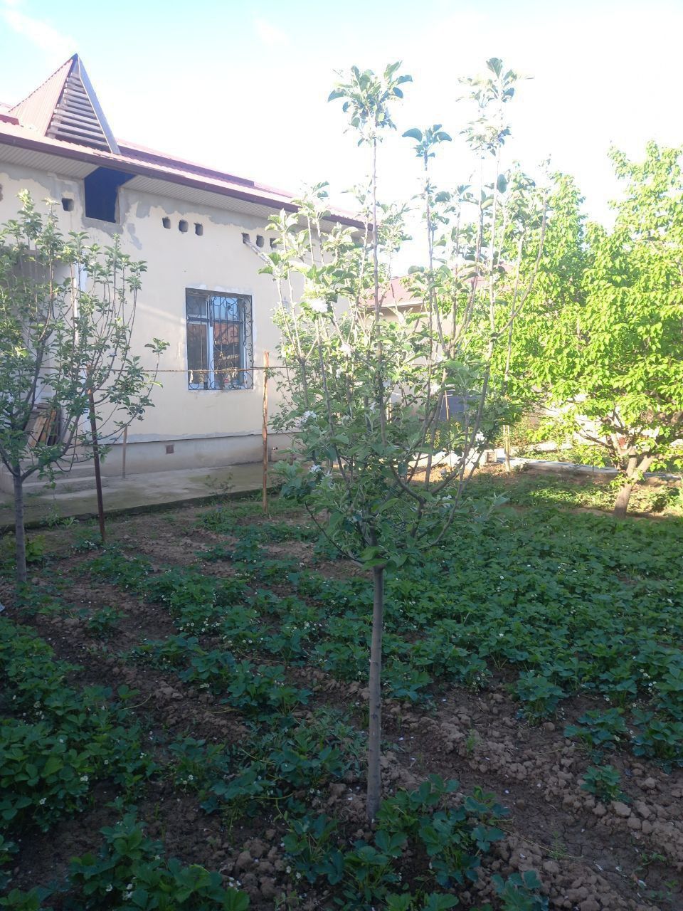 Ховли, участок, участка, дом, Уй,hovli