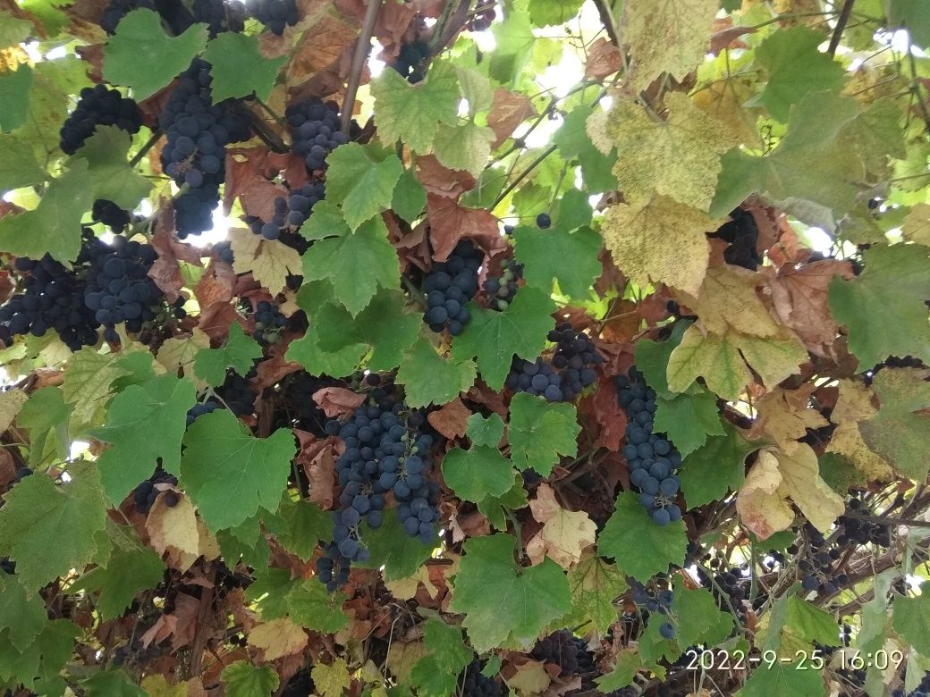 Виноград сорт Изабелла
