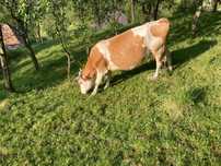 Vand vaca baltata romaneasca 6500 Ron negociabil