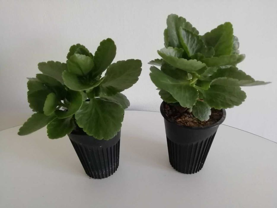 Эурфобия молочай трехгранный,  каланхое цветущий