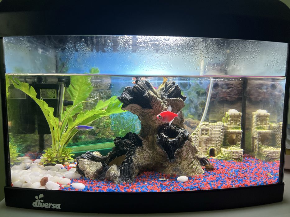 Acvariu negru 24 litri