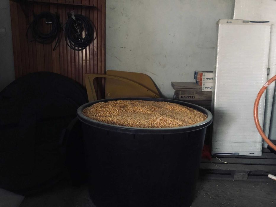 Vand porumb, 1.50 lei/kg