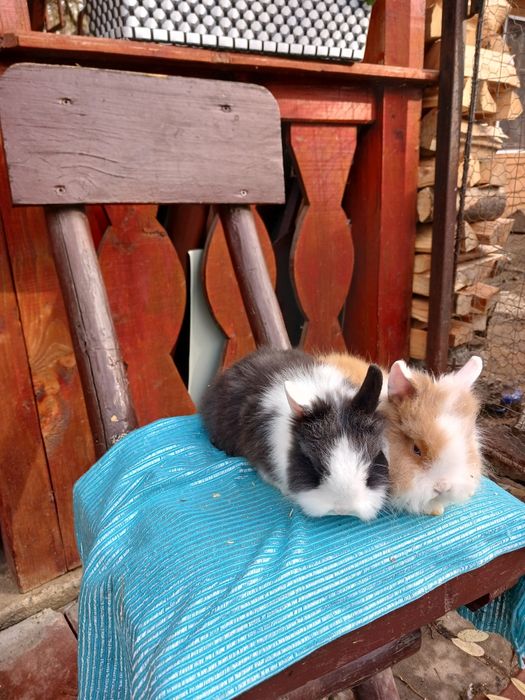 Iepurași pitici colorati