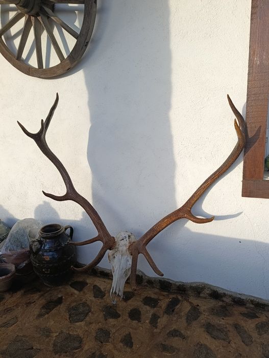 Vand trofeu Cerb Carpatin foarte mare