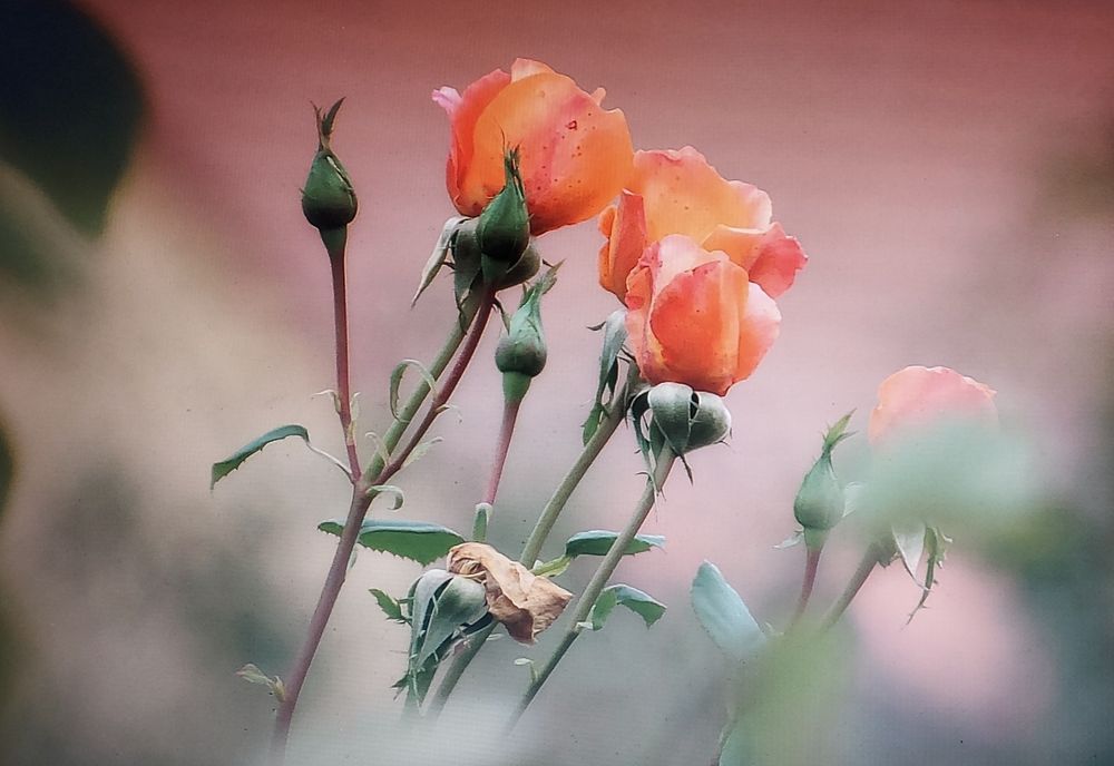 Tamron 16-300mm pt Nikon dx