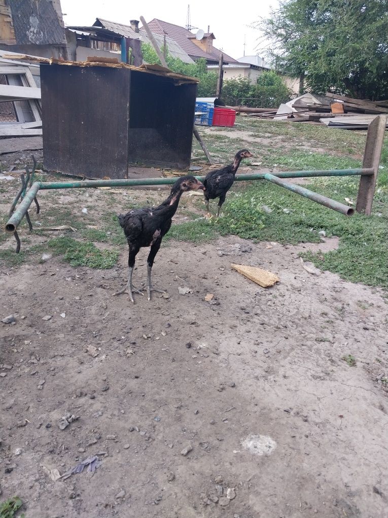 Продам даканов срочно
