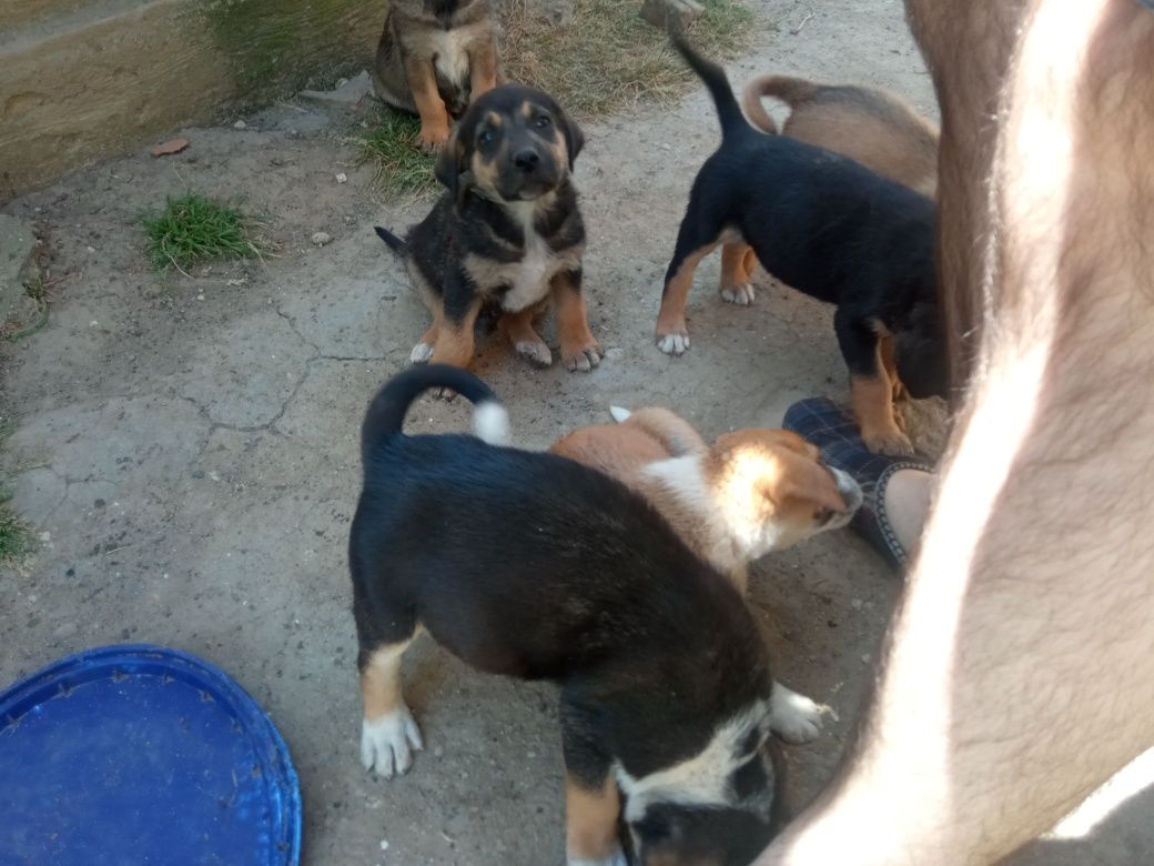 Ofer spre adoptie catelusi de curte