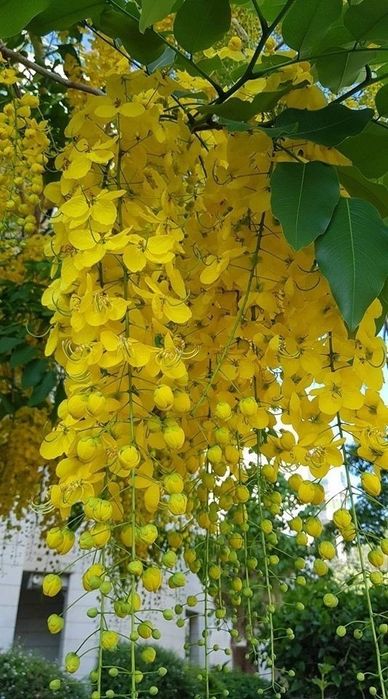 Wisteria (Glicina Galbena)