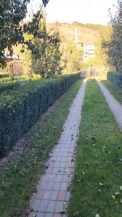 Buxus gard viu.       .