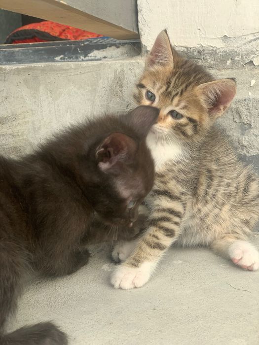 Отдам в хорошие руки