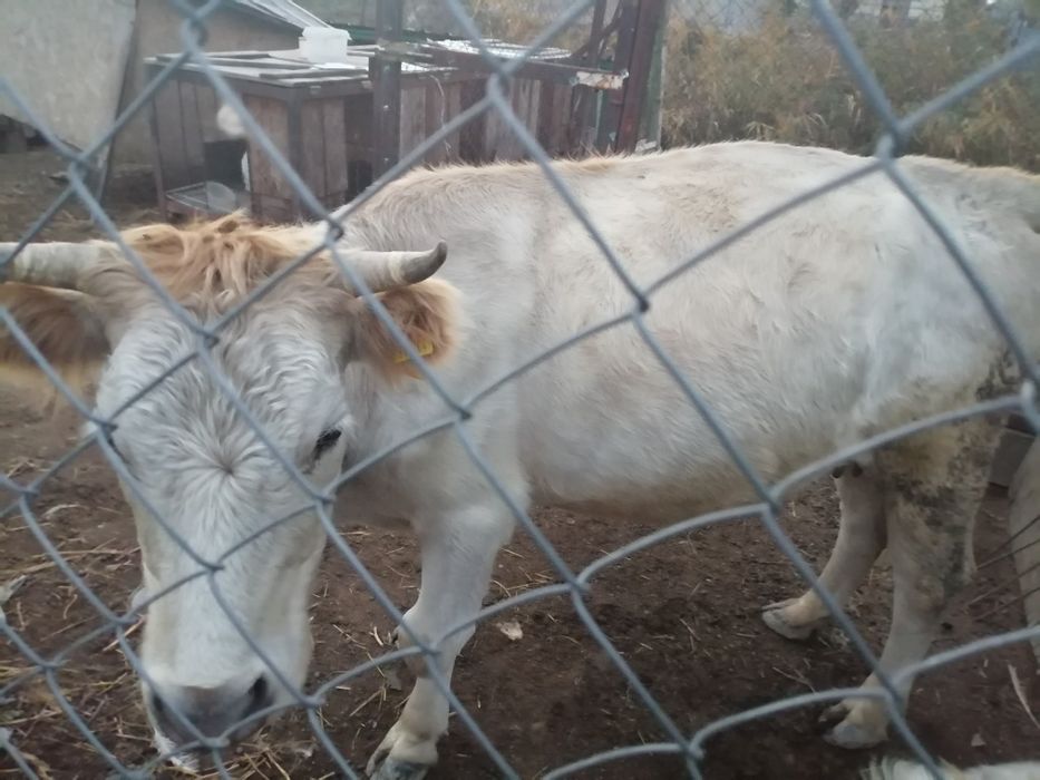 Продаю корову стельная в марте родит