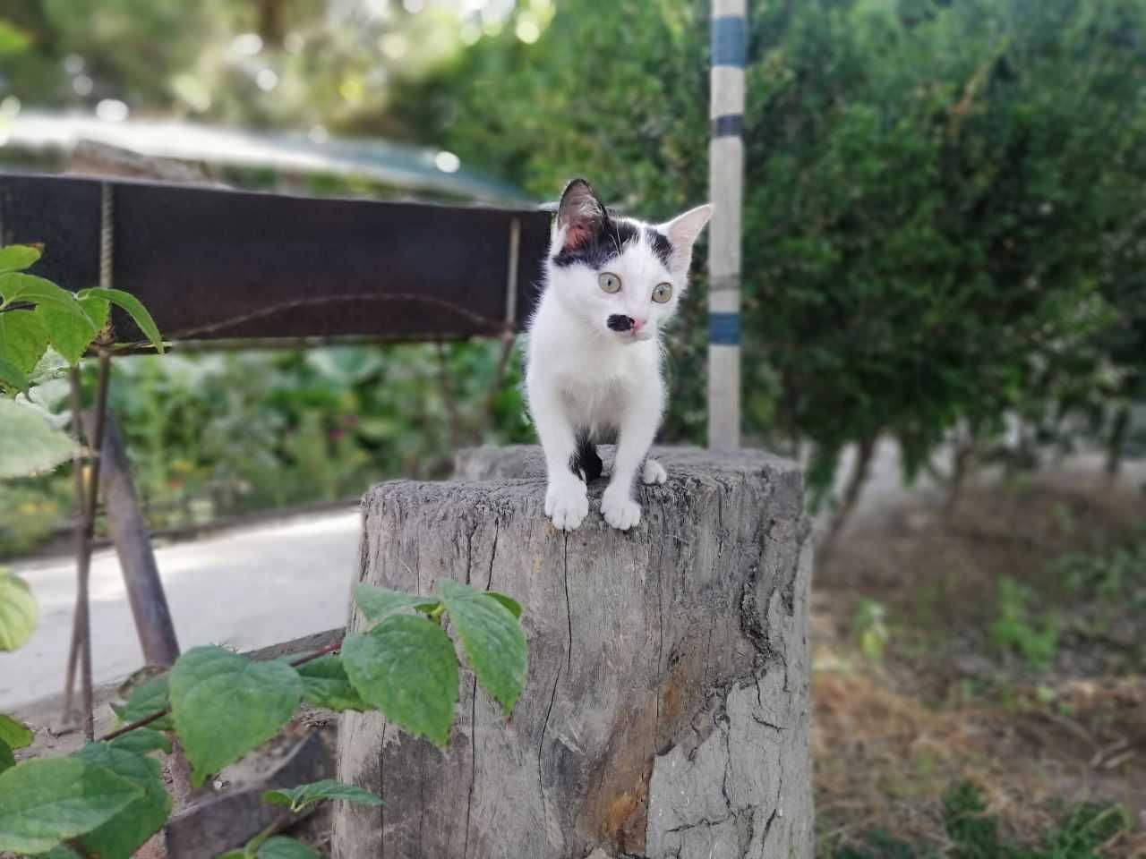 Котик мальчик 4 месяца